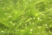 algaeculture